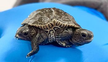 Znaleziono dwugłowego żółwia o bardzo niekonwencjonalnym układzie muszli