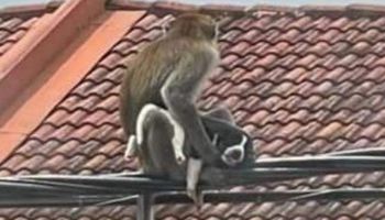 Dwie małpy w rzekomej zemście zmasakrowały 200 szczeniaków w indyjskiej wiosce