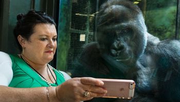 Nastoletni goryl w zoo uzależnił się od smartfonów. Dość niespotykana sytuacja w świecie zwierząt