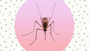 Jak komary wybierają swoje posiłki? Nowe badanie ujawnia odpowiedź