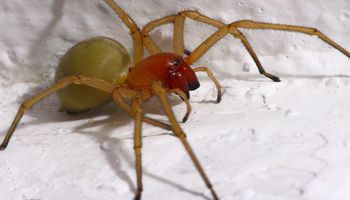 Kolczak zbrojny to najbardziej niebezpieczny pająk w Polsce. Jak objawia się ukąszenie?