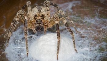 Jadowity pająk Nosferatu na dobre zadomowił się w Niemczech. Czy dotrze także do Polski?