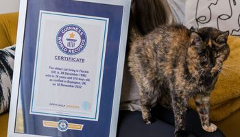 Poznaj Flossie, najstarszą kotkę na świecie. Jej wiek to odpowiednik 120 ludzkich lat