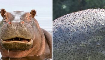 Okazuje się, że hipopotamy rzeczywiście pocą się na czerwono, ale nie jest to krew