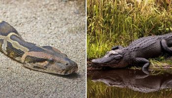 Wstrząsające nagranie pokazuje aligatora wyciągniętego z 5,5-metrowego pytona birmańskiego