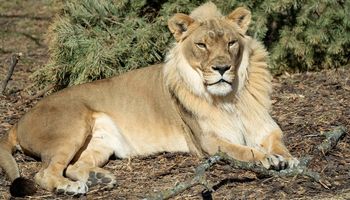 Ciekawy przypadek lwicy Zuri, która zapuściła gęstą grzywę niczym samiec