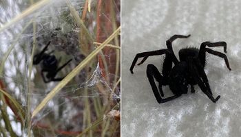 Świąteczny horror. Mężczyzna na choince znalazł gigantycznego pająka w otoczeniu 80 mniejszych