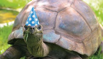 Jonathan to najstarszy żółw na świecie. Właśnie skończył swoje 190-te urodziny