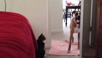 Epicka walka między psami i kotami nadal trwa…