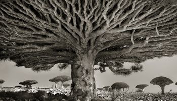 Kobieta spędziła 14 lat na fotografowaniu najstarszych drzew na świecie. Efekt jej pracy jest powalający.