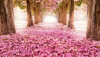 Przepiękne zdjęcia, które pokazują Kraj Kwitnącej Wiśni. Coś niesamowitego!