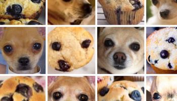 8 zdjęć psów, które swoim wyglądem przypominają nam zdecydowanie coś innego. #2 to jest pies?!