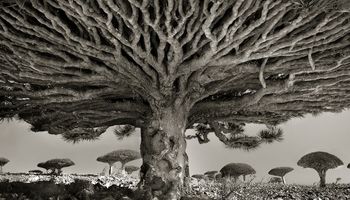 Podróżowała przez 14 lat, aby zobaczyć najstarsze drzewa świata. Uwieczniła je na zdjęciach!