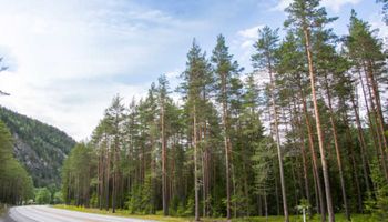 Norwegia jest pierwszym krajem, który zabroni wylesiania. Chce bezwzględnie chronić lasy deszczowe!