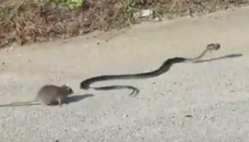 Wąż zaatakował małego szczura. Jednak poczekaj na reakcję jego mamy, jest bezcenna!