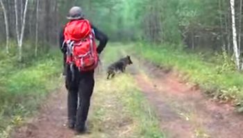 Myślał, że zaginiona dziewczynka już nie żyje. 11 dni później pies zaprowadził go do lasu…