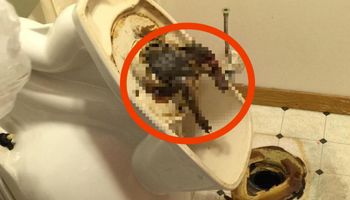 Umieścił w Internecie zdjęcie szczura, który zaklinował się w toalecie pokoju hotelowego