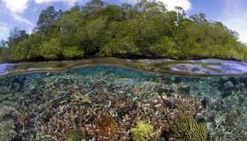 Płynął wzdłuż Indonezji nagrywając rafy koralowe kamerą 360 stopni. Możesz poczuć, jakbyś tam był!