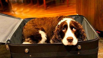 Mężczyzna zamyka psa w walizce i wynosi z mieszkania. To, co dzieje się póżniej, łamie serce
