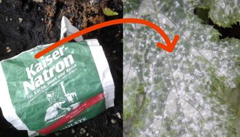 9 praktycznych zastosowań sody oczyszczonej w ogrodzie. Potrafi zdziałać wiele dobrego!