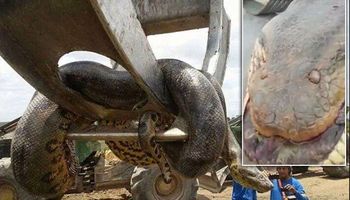 Oto największy wąż na świecie, którego udało się znaleźć. Nie chcesz wiedzieć, ile waży!