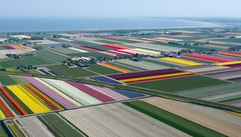 Te miejsca istnieją naprawdę! Zdjęcia z lotu ptaka przedstawiają pola pięknie kwitnących tulipanów