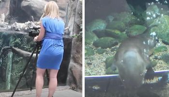Nagrywała pływające wydry. Jedna z nich popłynęła na dno i odwróciła znak z wiadomością dla kobiety