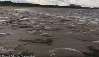 Bałtyk wyrzucił na brzeg tysiące meduz. Plaża wygląda niczym cmentarzysko tych stworzeń