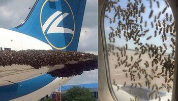 Tysiące pszczół obsiadło jeden z samolotów. Pasażerowie byli przerażeni