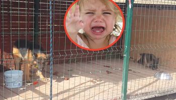 1,5-roczna dziewczynka podeszła do kojca psów z batonikiem w ustach. Zwierzęta rzuciły się na nią