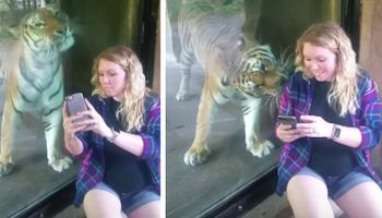 Próbowała zrobić selfie z tygrysem. Zwierzak niespodziewanie zareagował na jej ciążowy brzuch