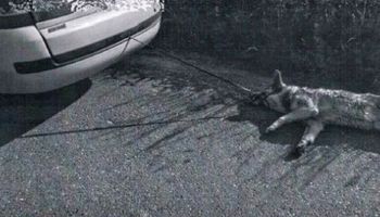 72-latek ze Śląska ciągnął psa przywiązanego do samochodu. Nie chciał, żeby ubrudził wnętrze auta