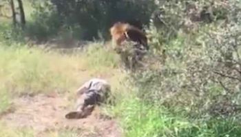 Lew zaatakował właściciela zoo, który wszedł na wybieg. Turyści krzyczeli z przerażenia