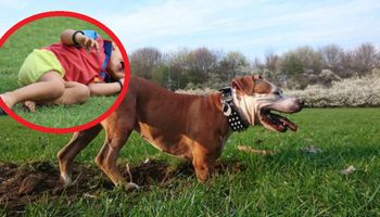 Amstaff zaatakował dwójkę dzieci bawiących się w ogrodzie. W ciężkim stanie trafiły do szpitala