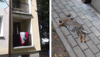 Wyrzucił królika przez balkon. Jego zwłoki znalazła bawiąca się na dworzu dziewczynka