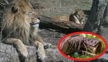 Chcieli upolować nosorożca, ale natrafili na lwy. Zostały po nich jedynie buty