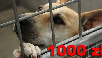 1000 złotych dla każdego, kto zaadoptuje psa ze schroniska. Ucierpi na tym tylko zwierzę