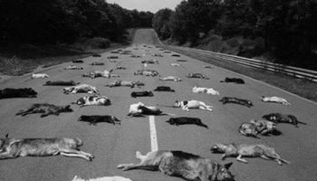 Dokładnie 140 martwych psów leży na ulicy. Zdjęcie łamie serce