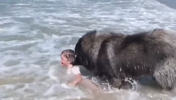 Pies bacznie obserwował dziewczynkę bawiącą się w morzu. Gdy myślał, że tonie, zaczął ją ratować