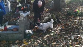 pies na cmentarzu