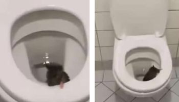 Szczury atakują Warszawę. Mężczyzna jednego nagrał, gdy wychodził z WC na 18. piętrze