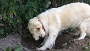 Jego pies zaczął kopać dziurę w czasie spaceru. Gdy zobaczył wystającą nóżkę, chwycił za telefon