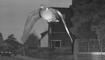 Fotoradar uchwycił na zdjęciu gołębia, który „przekroczył prędkość”. Mandat już do niego idzie
