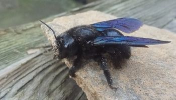 Czarne pszczoły wróciły do Polski. Wyglądają groźnie, ale wcale takie nie są