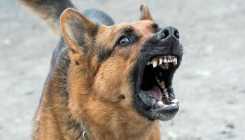 Pies zaatakował 9-letnią Zuzię. „Pani wzięła go za obrożę i uciekła”