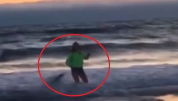 13-latka robiła selfie w wodzie, gdy nagle zaatakował ją lew morski