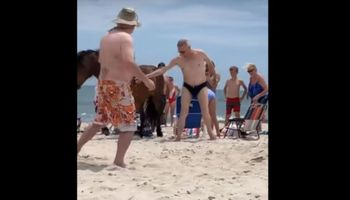 Pogłaskał dzikiego konia na plaży mimo zakazu. Już sekundę później bardzo tego żałował