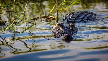 10-latek został zabity przez krokodyla