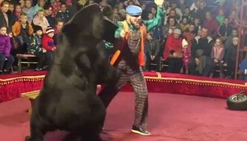 Niedźwiedź zaatakował tresera w czasie występu w cyrku. Przerażeni ludzie zaczęli uciekać