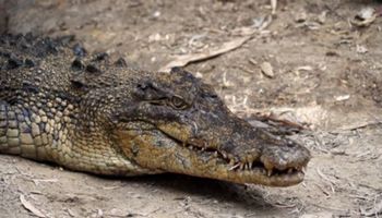 11-latka uratowała koleżankę przed krokodylem. Jej sposób był bardzo prosty, ale skuteczny!